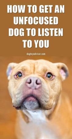 a dog with the caption how to get an unfocused dog to listen to you