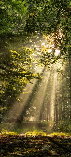 sunlight shining through the trees in a forest