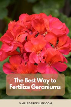 the best way to fertiilize geraniums is with these easy tips