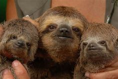 three baby sloths are being held in their mother's arms