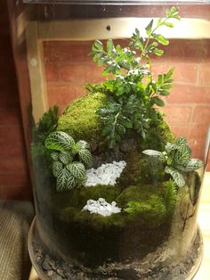 a glass container filled with plants and rocks