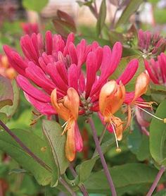 red flowers with green leaves in the background