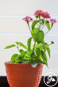 a potted plant with pink flowers and green leaves in front of a window sill