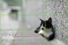 a black and white cat laying on the ground next to a wall with green squares