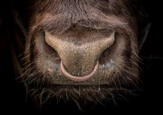 the nose of a brown cow with it's tongue sticking out