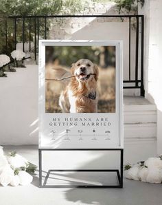 My Humans Are Getting Married Sign - Ivy and Gold Wedding Stationery My Humans Are Getting Married Sign, How To Incorporate Your Dog In Wedding, Wedding Incorporating Dogs, Wedding Dogs Ideas, Dog Save The Date, How To Incorporate Dogs Into Wedding, Ways To Incorporate Dogs In Wedding, Incorporating Dogs In Wedding, Crazy Wedding Ideas