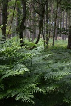 the ferns are growing in the forest