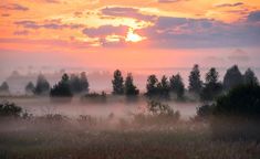 a foggy field with trees and bushes in the foreground, as the sun sets