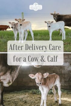 cows and calves standing in an enclosure with the words after delivery care for a cow & calf