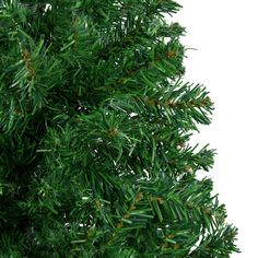 an evergreen tree with green leaves on it