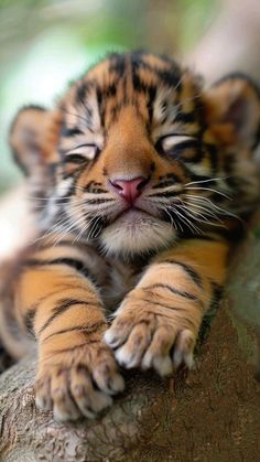 a small tiger cub laying on top of a tree branch with its eyes closed and it's paw resting on the ground