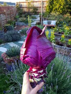 a person holding up a purple flower in their hand with other plants and flowers around it