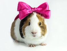 a brown and white guinea pig with a pink bow on it's head sitting down