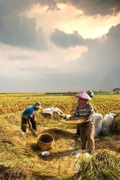 two people standing in a field with buckets full of grain on the other side