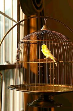 a small yellow bird in a cage on top of a table next to a window