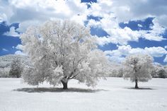 two trees in the middle of a field under a blue sky with fluffy white clouds