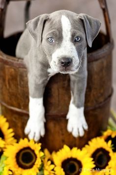 a gray and white puppy standing in a bucket