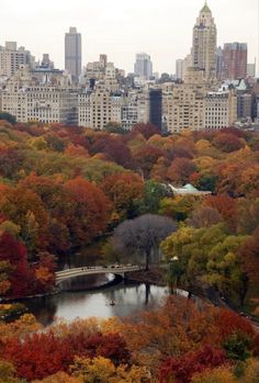 the city is full of tall buildings and lots of trees with colorful leaves on them