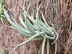 an air plant hanging from the side of a wall next to dry grass and straw