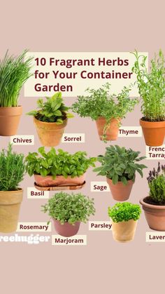 the top ten herbs for your container garden is shown in several different sizes and colors