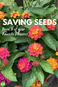 colorful flowers growing in a pot with the words saving seeds from 11 of your favorite flowers