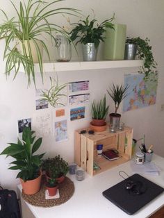 some plants are sitting on top of a desk