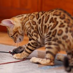 a cat playing with a mouse on the floor