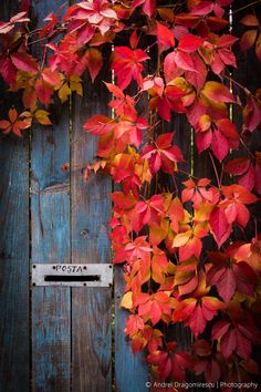 an old wooden door covered in red and yellow leaves