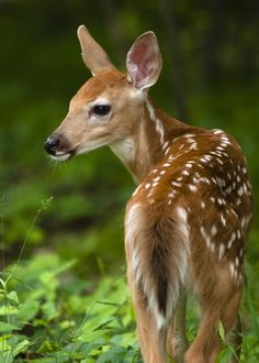 a young fawn standing in the grass