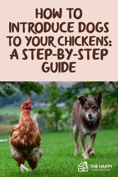 two chickens and a dog running in the grass with text overlay how to introduce dogs to your chickens a step - by - step guide