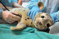 a person in blue gloves is taking care of a baby seal