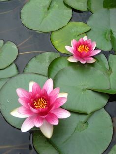 two pink water lilies sitting on top of lily pads