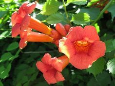 orange flowers with green leaves in the background