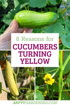 cucumbers growing in the garden with text overlay that reads 8 reasons for cucumbers turning yellow