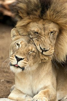 two lions sitting next to each other with their heads touching one another's forehead