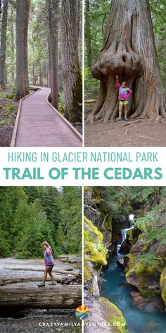 4 pictures showing the Trail of the Cedars hike in Glacier National Park. The trail, walking on a log, the waterfall and girl standing under a tree. Text reads: Hiking in Glacier National Park - Trail of the Cedars See Animals, Biscayne National Park, Alberta Travel, Waterfall Trail