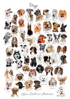 a poster with many different dogs on it's back and front sides, all showing their names