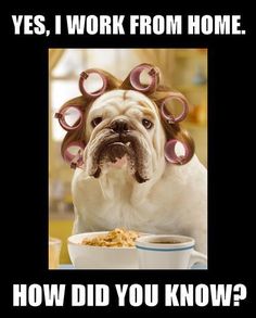 a bulldog with curlers on its head sitting in front of a bowl of cereal