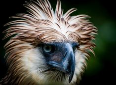 a close up photo of a bird with very long, brown hair and blue eyes