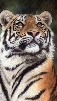 a drawing of a tiger looking at the camera