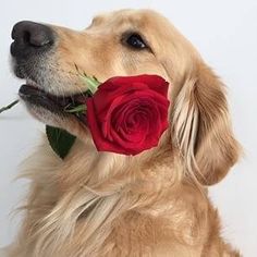 a golden retriever holding a red rose in its mouth and looking up at the sky