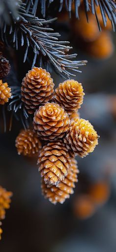 some pine cones are hanging from a tree