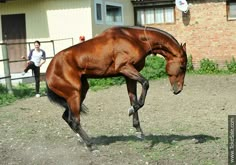 a brown horse standing on top of a dirt field