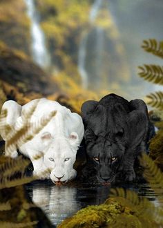 two black and white animals are in the water