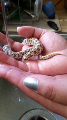 a person holding a small snake in their hand next to a sink and faucet