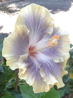 a large purple and yellow flower with green leaves around it's edges in the sun