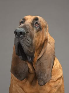 a large brown dog sitting on top of a white floor next to a gray wall