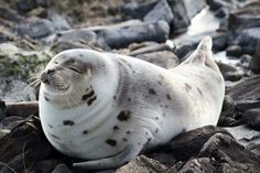 a grey seal laying on top of rocks