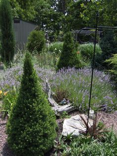 the garden is full of different types of trees and shrubs, including lavenders in bloom