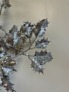 a close up view of silver leaves on a branch with snow flakes all over them